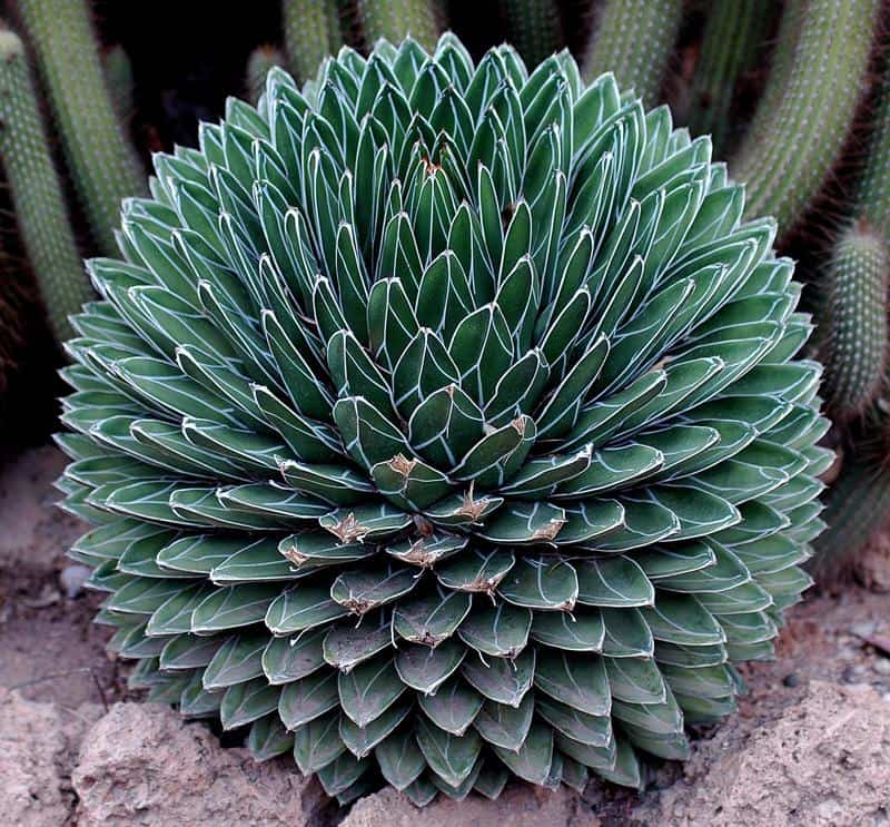 Succulente sphérique verte bordée de blanc dans un sol rocailleux avec cactus en arrière-plan Plante succulente sphérique aux feuilles vertes bordées de blanc en spirale sur sol rocailleux.